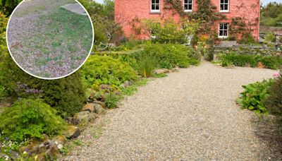 I tried every hack to get rid of weeds in my gravel - a £6 buy killed them