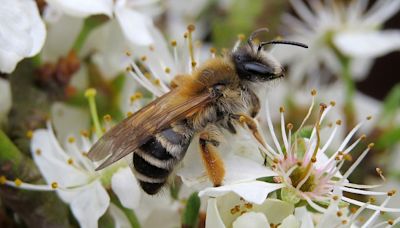 ¿Por qué hay cada vez menos salpicaduras de insectos en los coches?