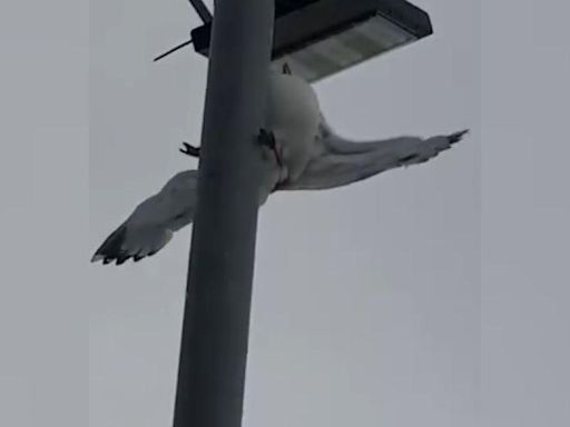 Bird trapped in fishing line stuck on lamp-post