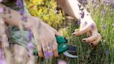 Gardening expert shares 'correct' method for pruning lavender - and it's a game-changer