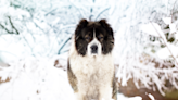 Dog Lovers: Do You Know These Rare Breeds?