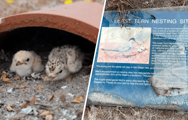 Endangered bird sanctuary vandalized in Mission Bay