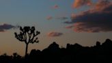 Couple rescued from desert near California's Joshua Tree National Park after running out of water