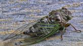 'Double' the Amount of Cicadas Are Coming This Spring in Once-in-200-Year-Event—And These 2 States Will Be Hit the Hardest