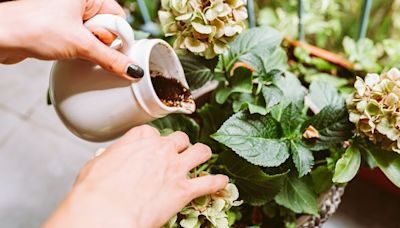 Grow bigger hydrangeas with one kitchen scrap which can even turn blooms blue