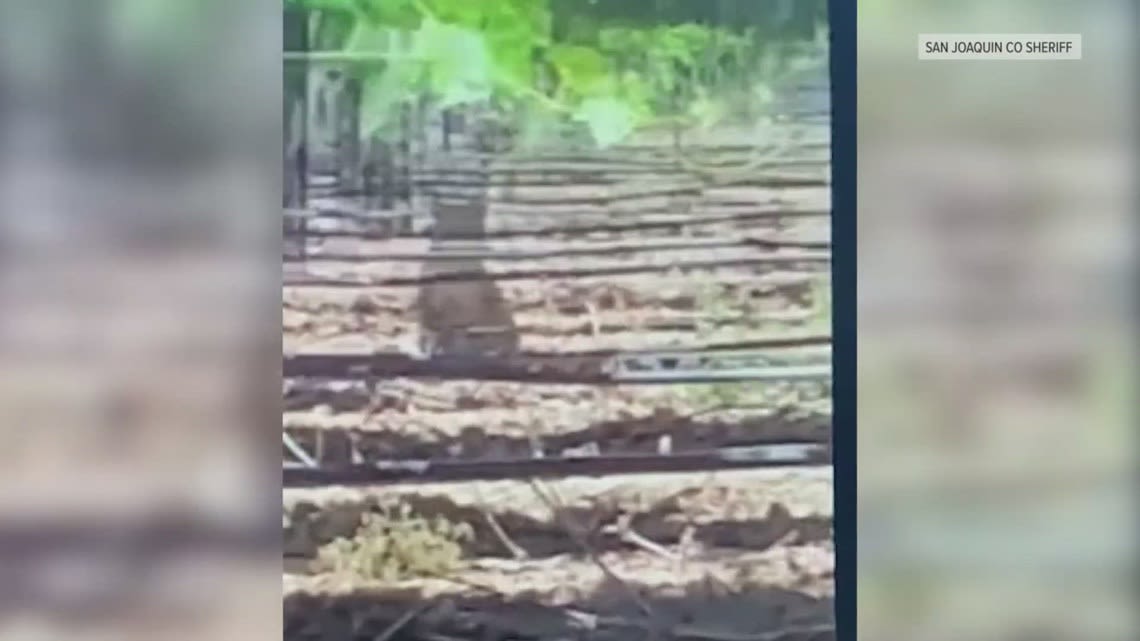 Multiple mountain lion sightings worry San Joaquin County neighbors