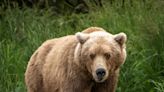 'Surprised' Mama Bear with Cubs Mauls Mich. Man Hunting Moose in Alaska: 'These Encounters Are Very Rare'