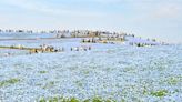 蔚藍花海正美！日本常陸海濱公園粉蝶花滿開中