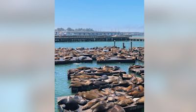 Sea lion population boom at San Francisco Pier 39, highest numbers seen in 15 years, officials say