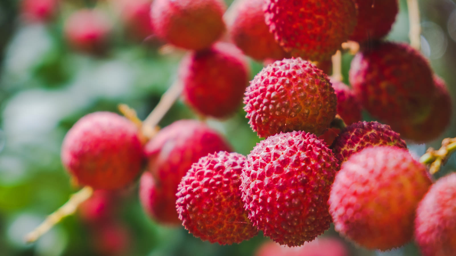 This Is When Lychees Are Perfectly In Season (And Here's Where To Find Them)