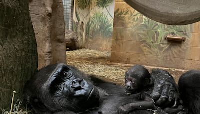 Ohio zoo celebrates birth of critically endangered western lowland gorilla