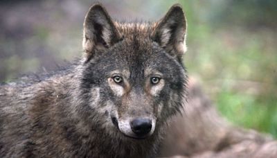 Grey 'wolf' seen eating deer in Gloucestershire among other sightings