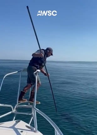 Sharks reportedly taking striped bass from fishermen, Cape Cod researchers tag shark near whale carcass off Scituate