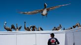 Hundreds of pelicans have been stranded on the California coast for the second time in 2 years