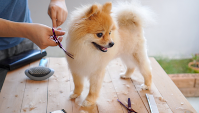 Amazon Prime Day Deal on Cool Dog Vacuum & Grooming Kit Is All the Rage Right Now