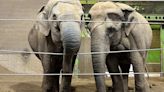 Irish zoo's 'golden girls' being shipped off to elephant retirement home