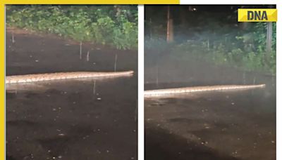 Viral video: 6-foot long python spotted crawling on road amid downpour in Mumbai, WATCH