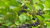 How to Plant and Grow Black Chokeberry