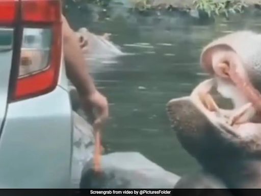 Indonesia Safari Park Visitor Throws Plastic Bag In Hippo's Mouth, Sparks Outrage