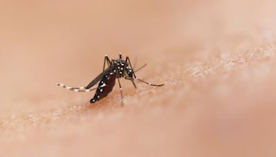 Te decimos cómo funciona el Katori senko, método japonés para ahuyentar a los mosquitos en casa