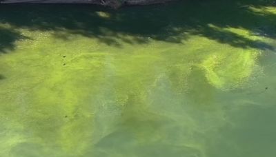 KDHE issues blue-green algae warning for Overbrook City Lake in Osage County