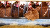 Gripe aviar y Argentina: en qué países se registraron casos y cuál es la estrategia para contener una “enfermedad que llegó para quedarse”