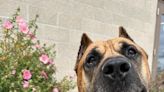 Pets of the week: A Cane Corso mix dog and two kittens are up for adoption in Lane County