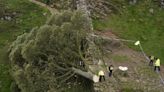 Sycamore Gap: Hopes tree will live on as cuttings show 'positive signs of life'