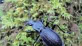 UK’s largest and rarest beetle, once thought to be extinct, discovered on Dartmoor