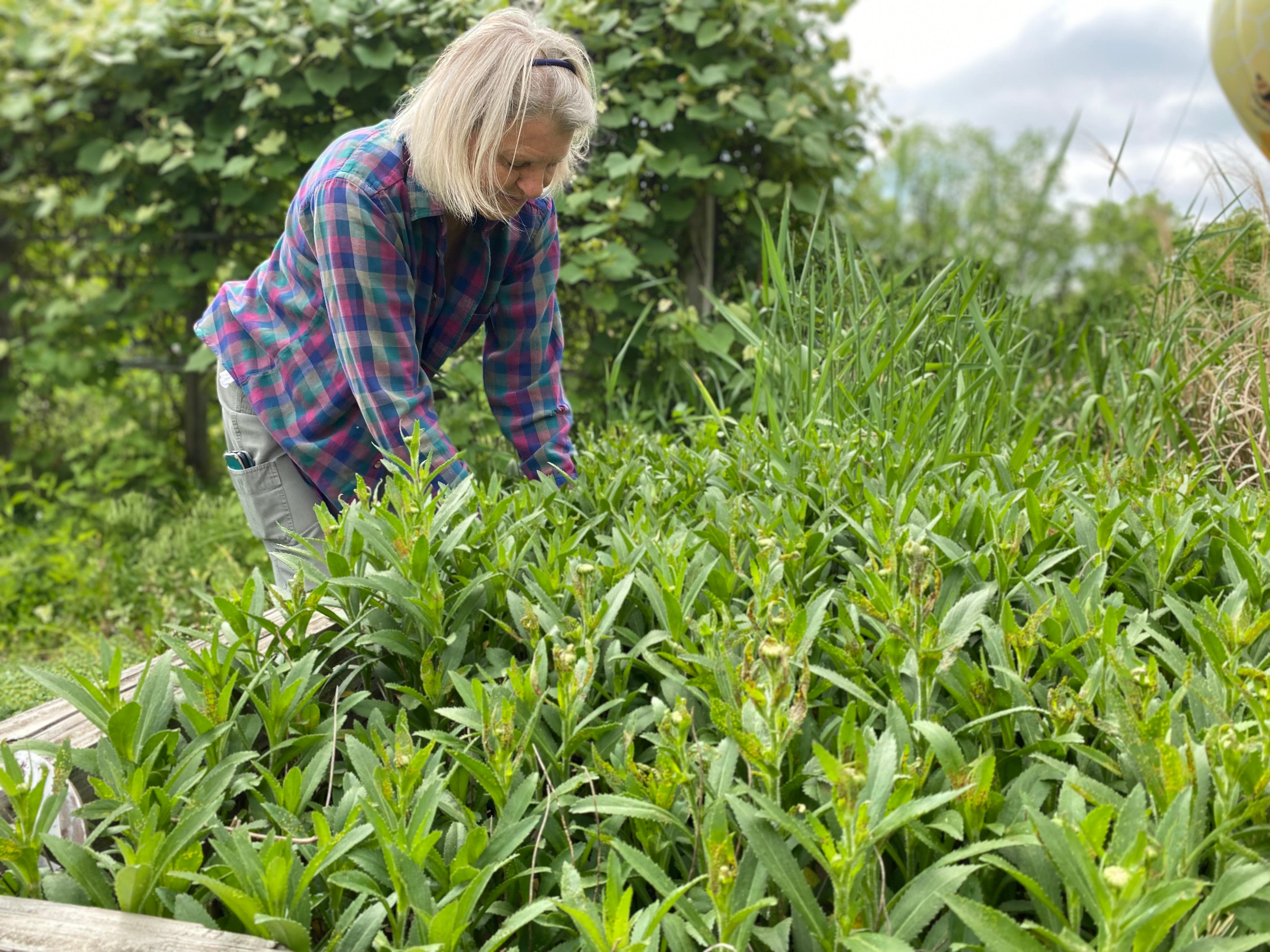 There is 'something for everyone' at this year's Battle Creek Garden Tour, July 20-21