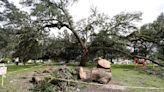 Beloved oak at McCauley Park loses limb, exposes rot. What can be done to save it?