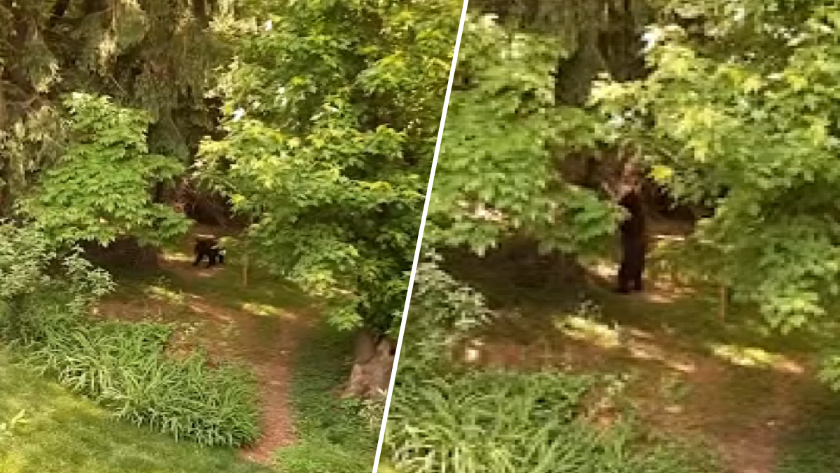 Have you seen this bear? Officials are searching for a black bear roaming Bucks County