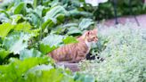 How to Keep Cats Out of Your Yard: 7 Simple Solutions