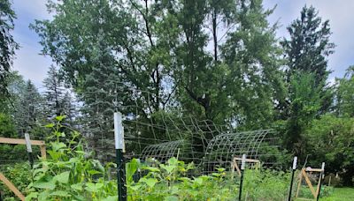 If your soil's no good or you don't have any, grow your garden plants in straw bales