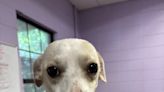 Pet of the Week: Beatrix, the Chiweenie-Mix