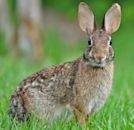 Eastern cottontail