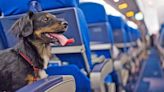 Lanzan una lujosa aerolínea exclusiva para perros: cuánto cuesta cada pasaje | Mundo