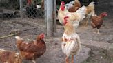 La principal región productora de huevos quiere que sus gallinas se críen libres de jaula