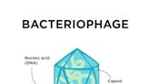 Bacteria can develop resistance to drugs they haven’t encountered before − scientists figured this out decades ago in a classic experiment