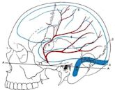 Middle meningeal artery