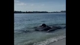 Si ve muchos manatíes cerca de la playa no llame a la policía. Están muy bien haciendo esto