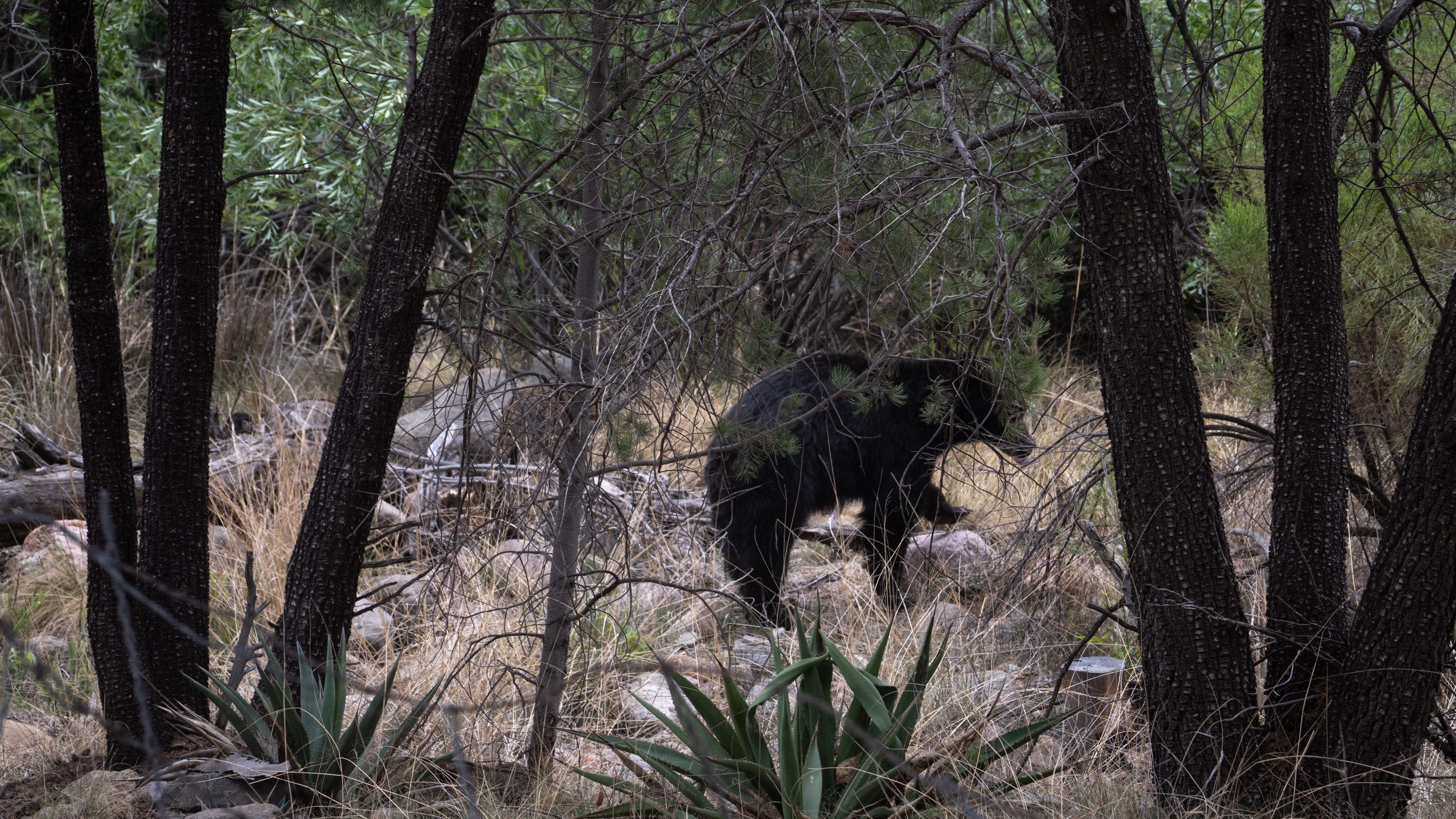 Bear put down after it entered a cabin and attacked a 15-year-old boy in Arizona