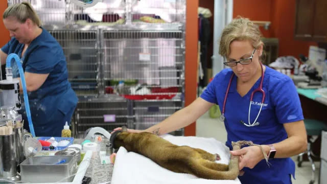 Dr. K’s Exotic Animal ER Season 9 Streaming: Watch & Stream Online via Disney Plus & Hulu