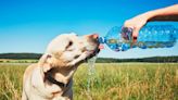 How to keep your pet cool and healthy during a heatwave