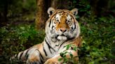 India is translocating some of its big cats to Cambodia as Project Tiger completes 50 years next month