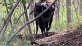 State plans wood bison release near Minto