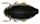 Whirligig beetle