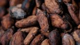 Cocoa prices recover after slumping 20% amid record low liquidity