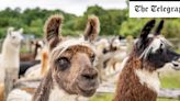 M&S reverses ban on alpaca wool risking Peta activist backlash