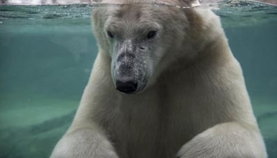 Rough play led to Baffin the polar bear’s drowning death, Calgary Zoo officials say | Globalnews.ca